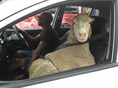 mouton-voiture